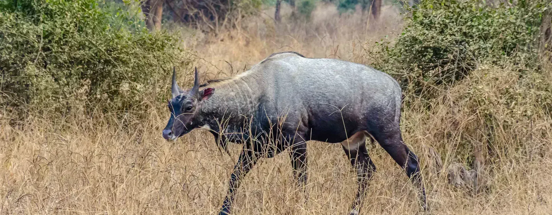 Wildlife  Tour Packages