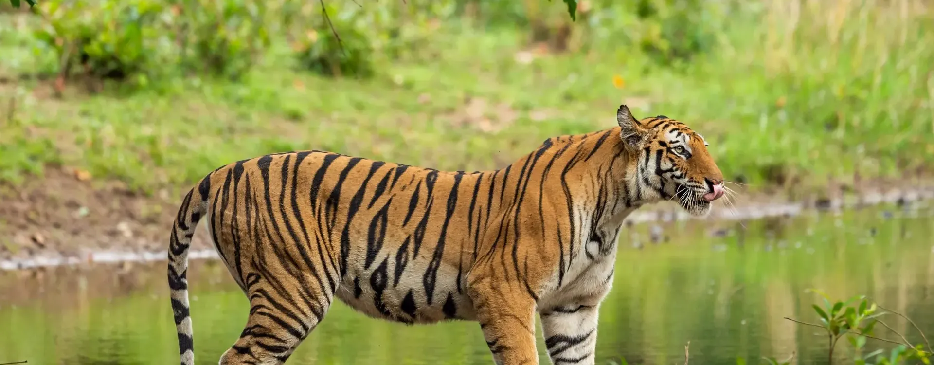 Wildlife  Tour Packages