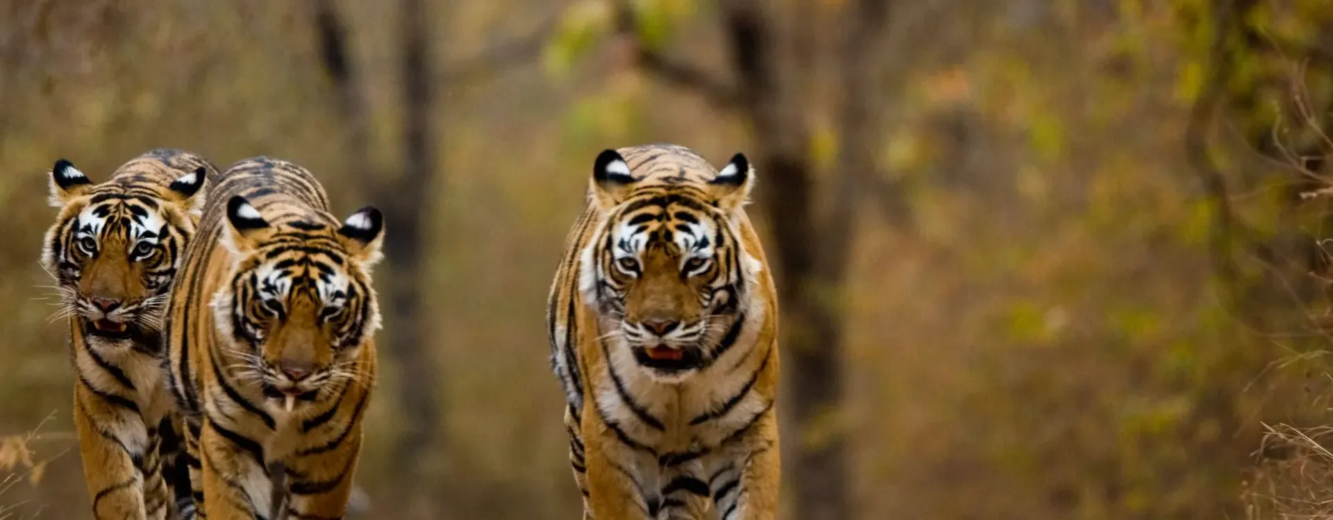 Wildlife  Tour Packages