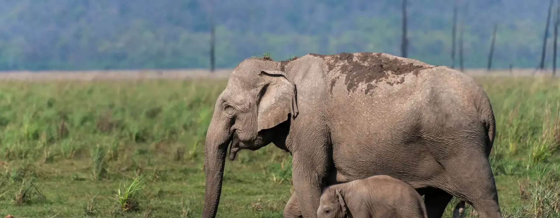 Wildlife  Tour Packages