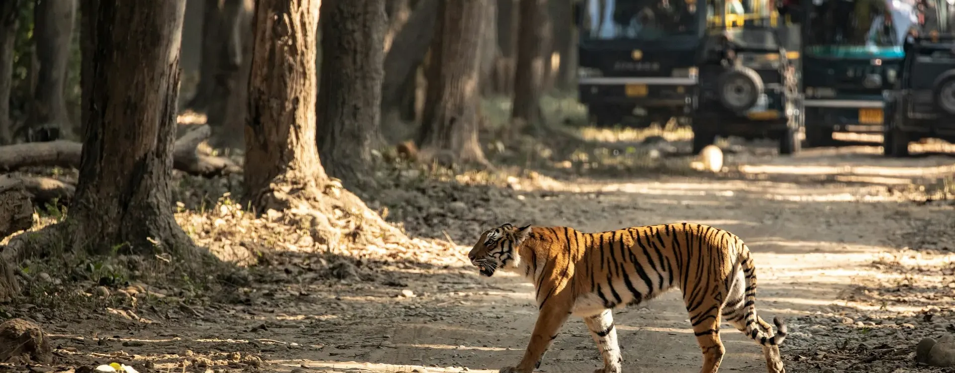 Wildlife  Tour Packages