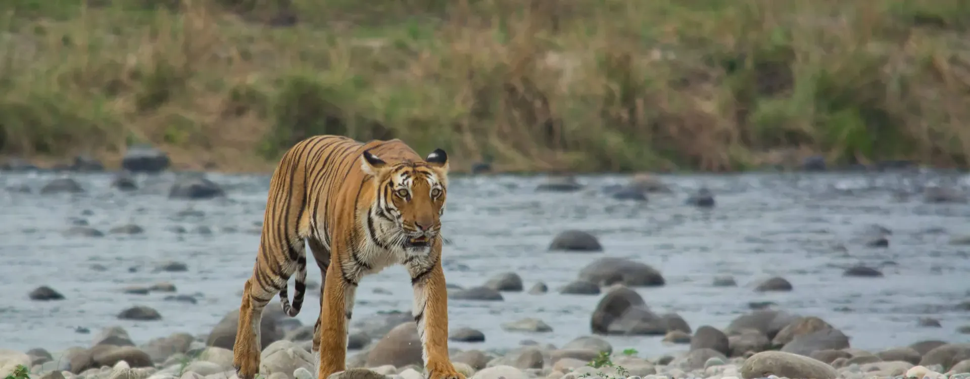 Wildlife  Tour Packages