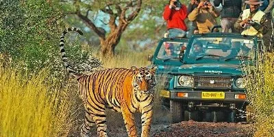 Wildlife